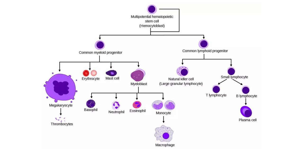 Developmental biology