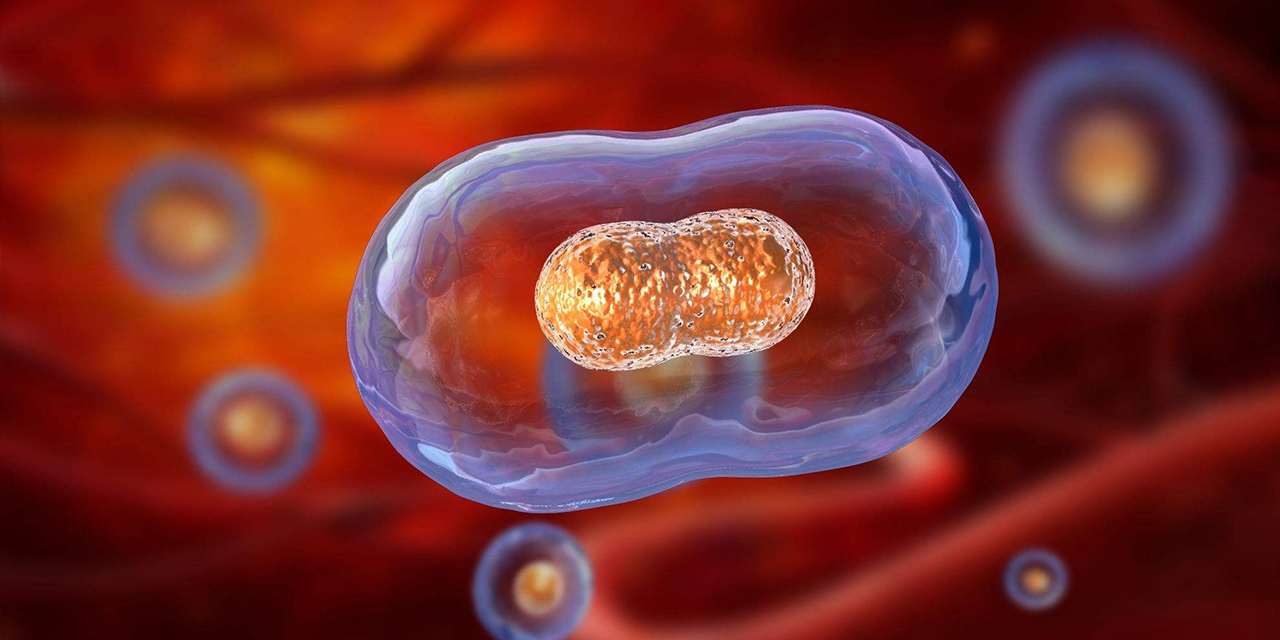 Cell Division and Proliferation