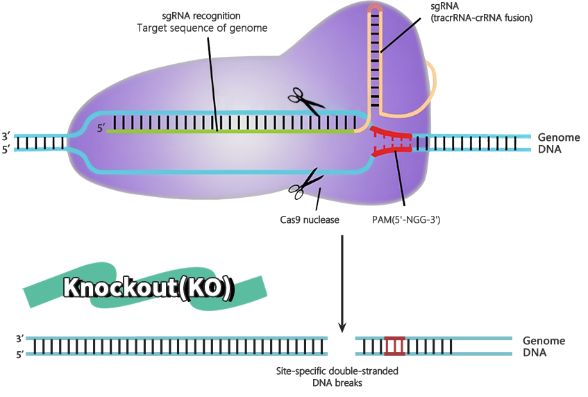Knockout(KO)